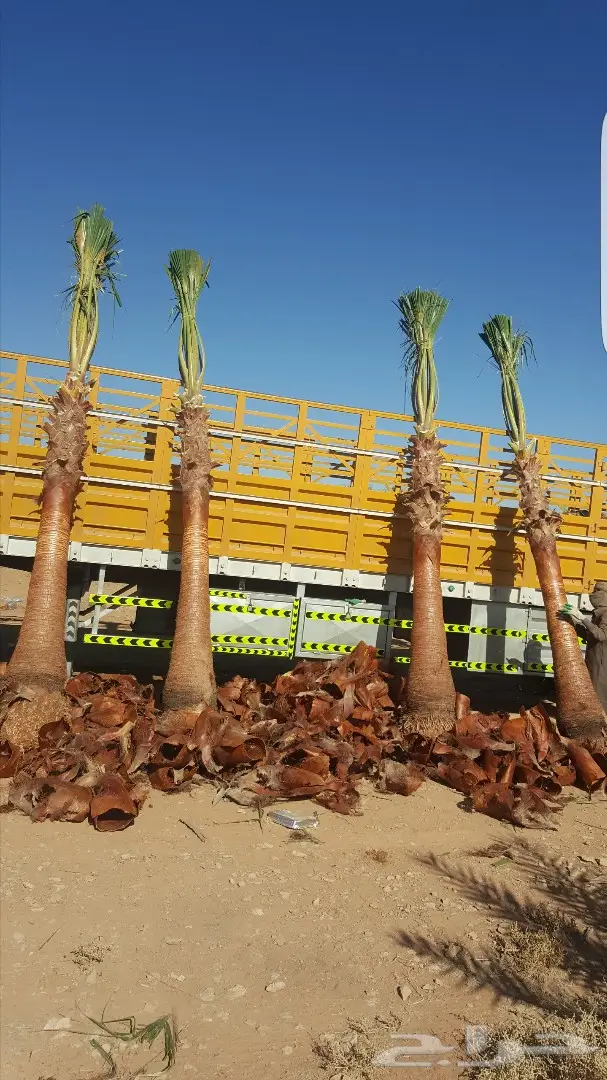 نخل واشنطونيا وبلدي توريد وزراعه 0501201343 (image 8)