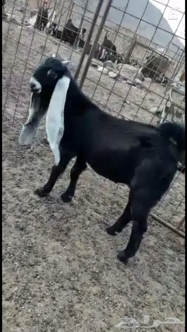 تيس فحل صنف خصم هولندي عارضي ماعز معزا عنز  (image 2)