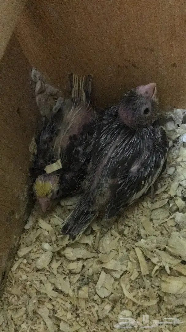 فرخين كروان غر 