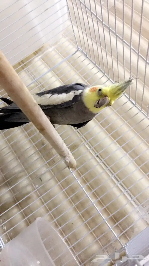 للبيع كروان ذكر 