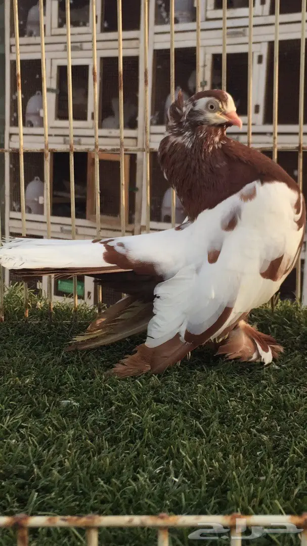 ((جوز كرنقو((وايت سايد))