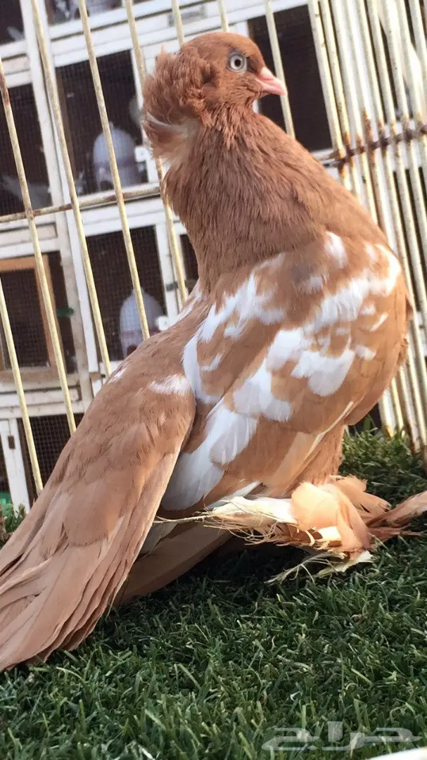 ((جوز كرنقو((وايت سايد)) (image 3)