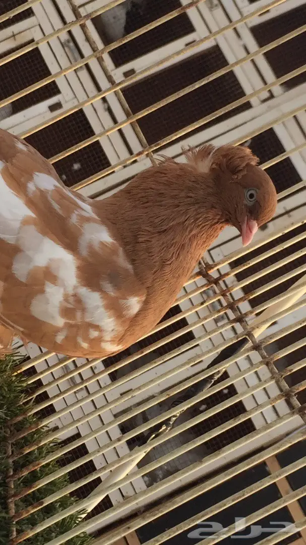 ((جوز كرنقو((وايت سايد)) (image 4)