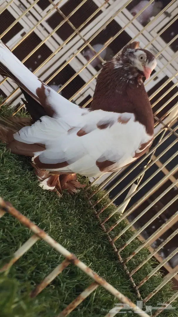 ((جوز كرنقو((وايت سايد)) (image 5)