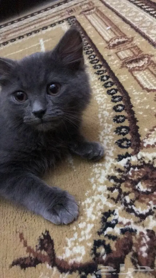 قط شيرازي للبيع