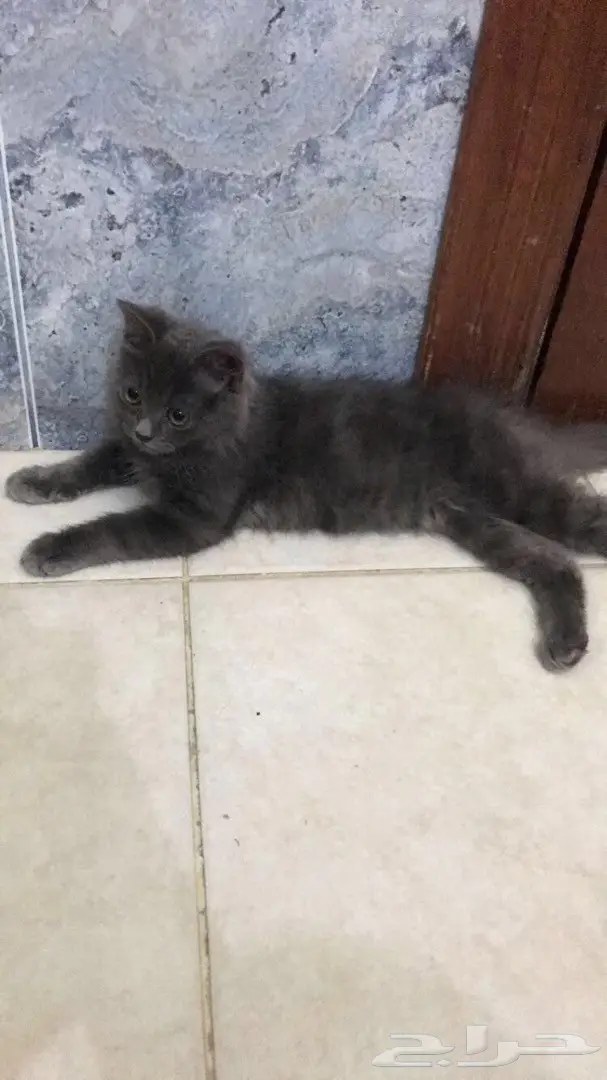 قط شيرازي للبيع (image 1)