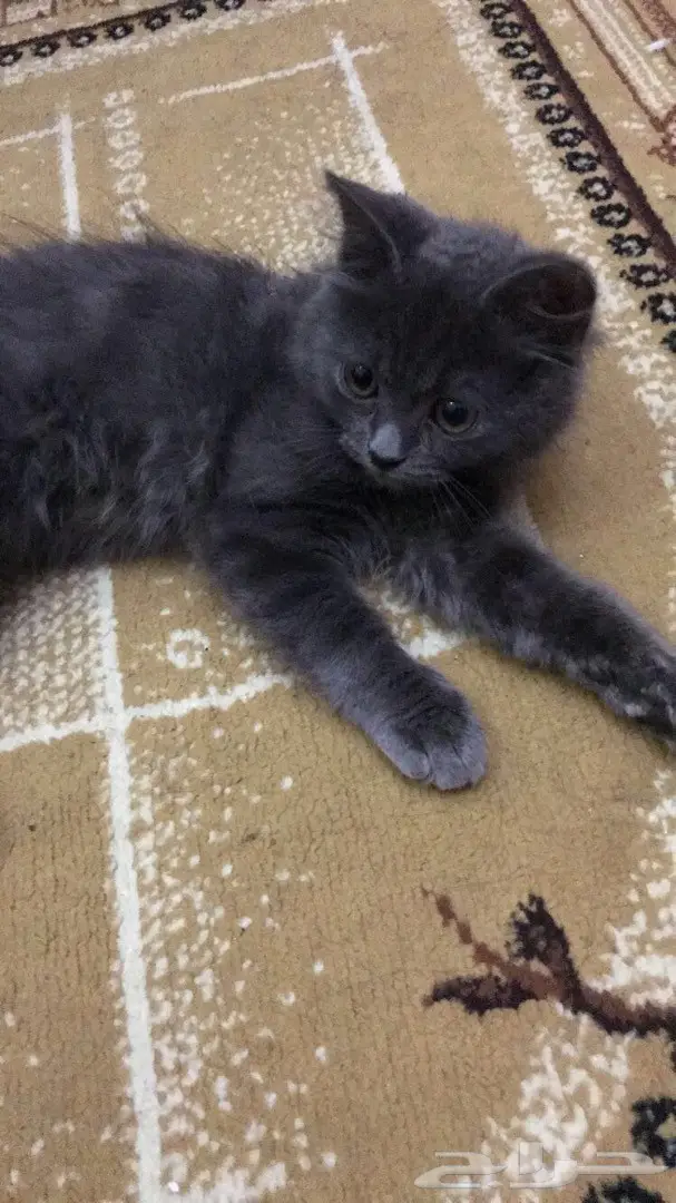 قط شيرازي للبيع (image 2)