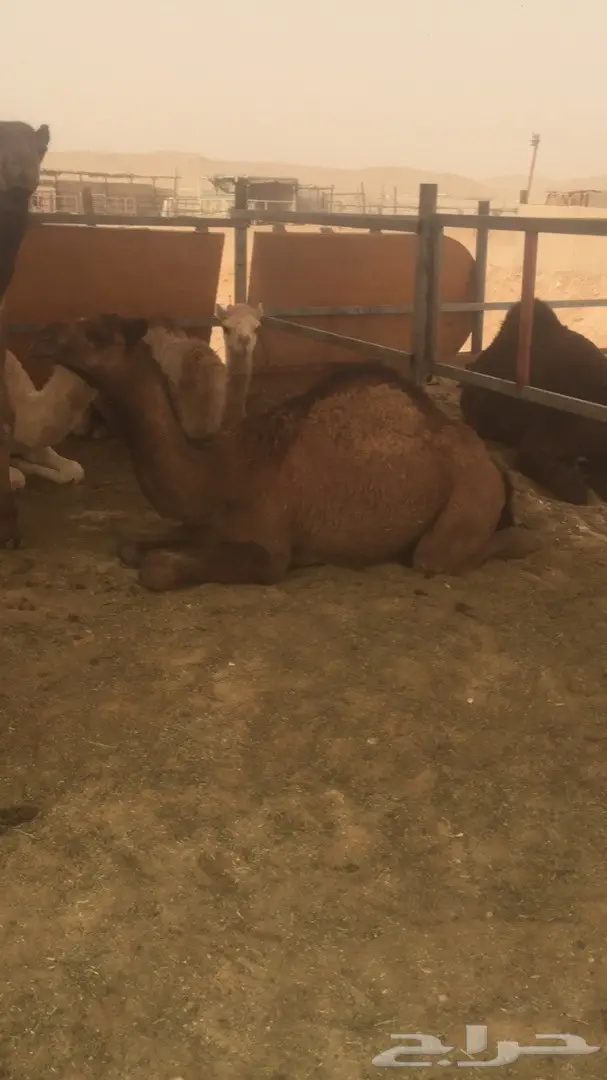 قعود مفرود طيب 