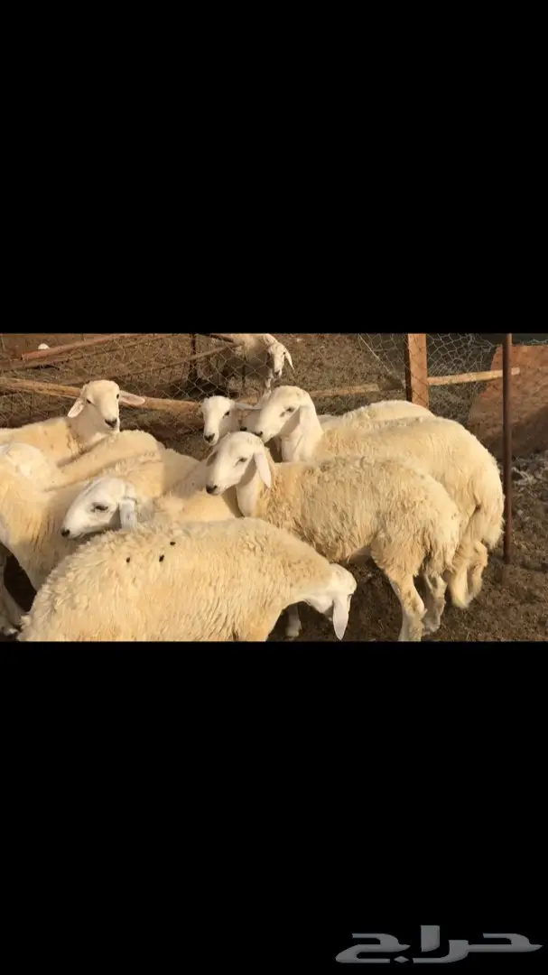 ذبائح حريات وسواكني (image 2)