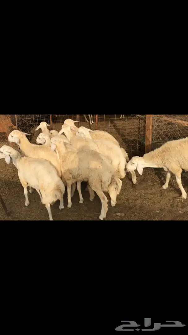 ذبائح حريات وسواكني (image 4)