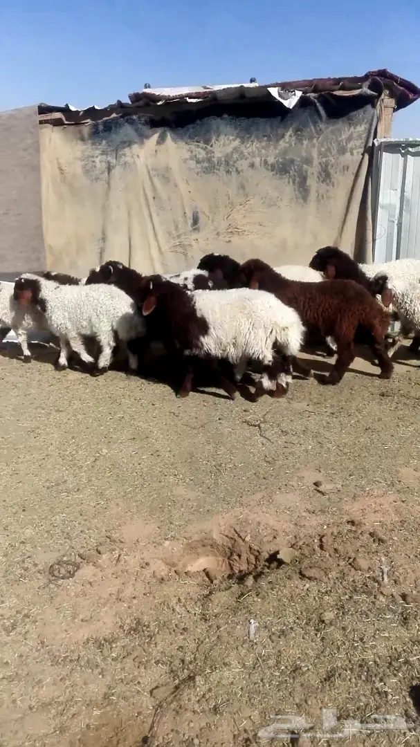 ذبايح بالخرج مع التوصيل وضمان افضل الاسعار (image 1)