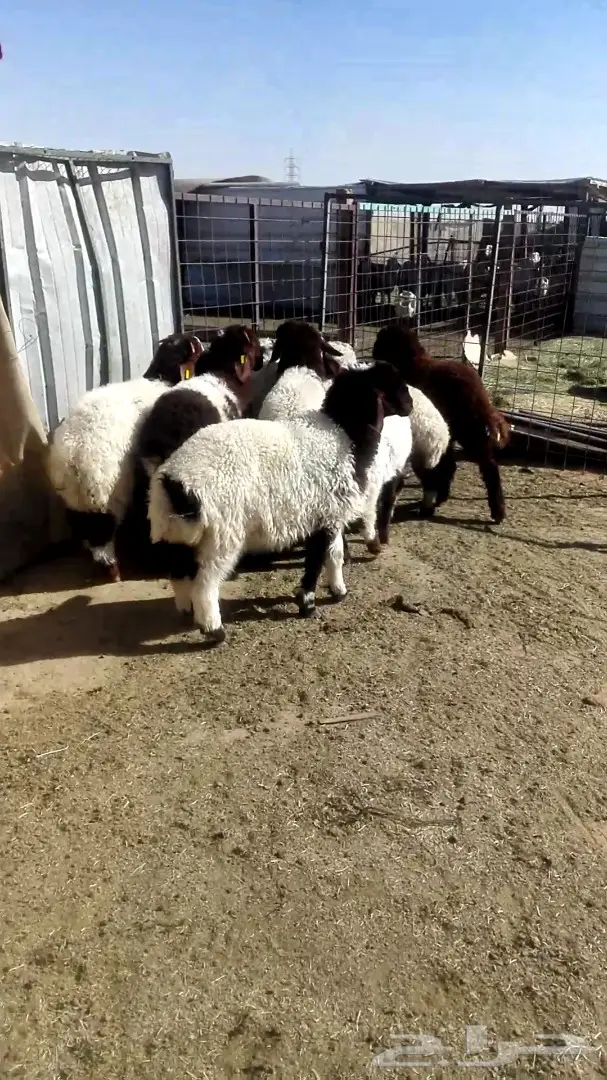 ذبايح بالخرج مع التوصيل وضمان افضل الاسعار (image 2)