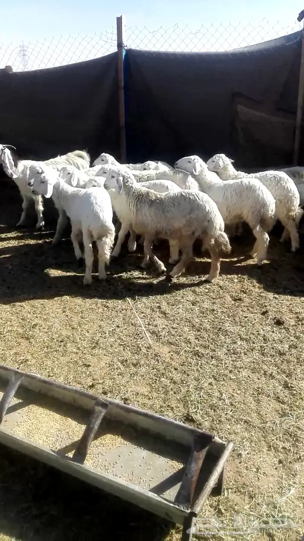 ذبايح بالخرج مع التوصيل وضمان افضل الاسعار (image 3)