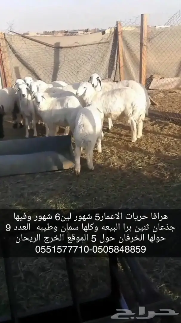 ذبايح بالخرج مع التوصيل وضمان افضل الاسعار (image 6)