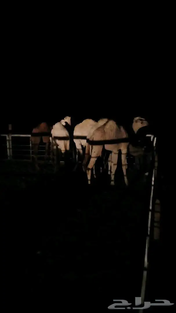 حاشي بري لباني ومفرود