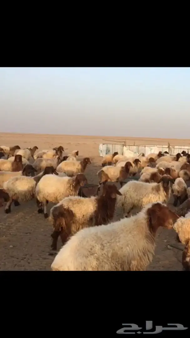 غنم نعيم للبيع (image 1)