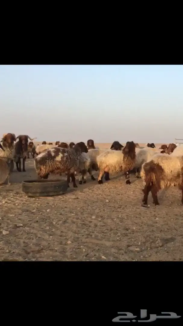 غنم نعيم للبيع (image 2)