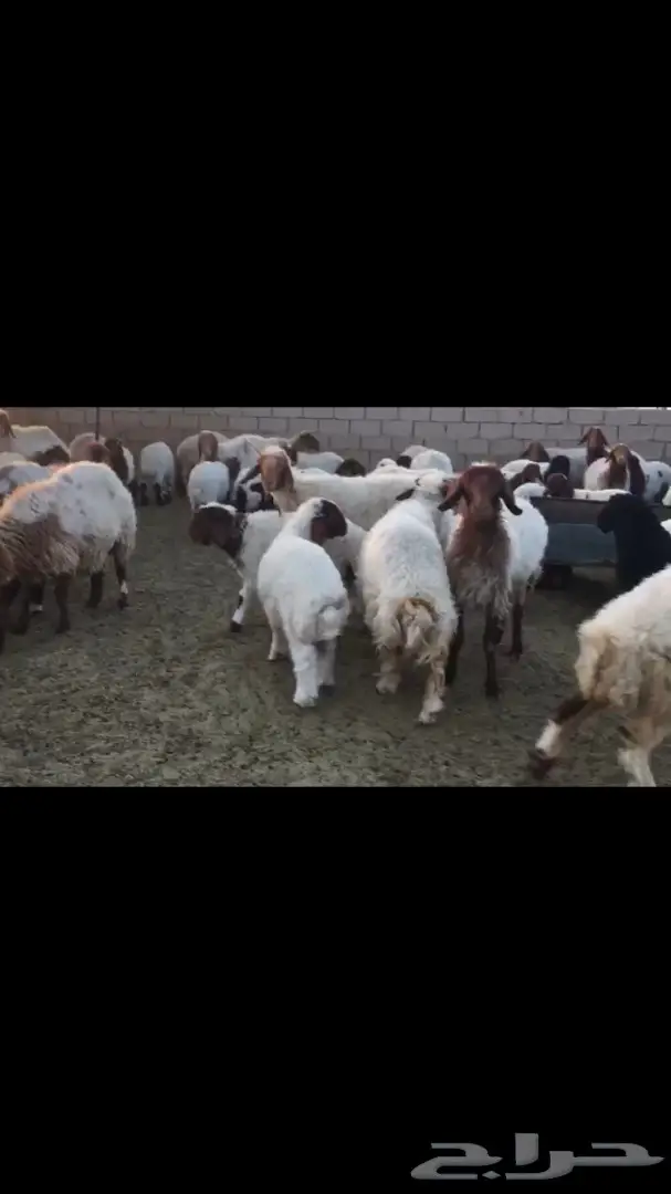 غنم نعيم للبيع (image 3)