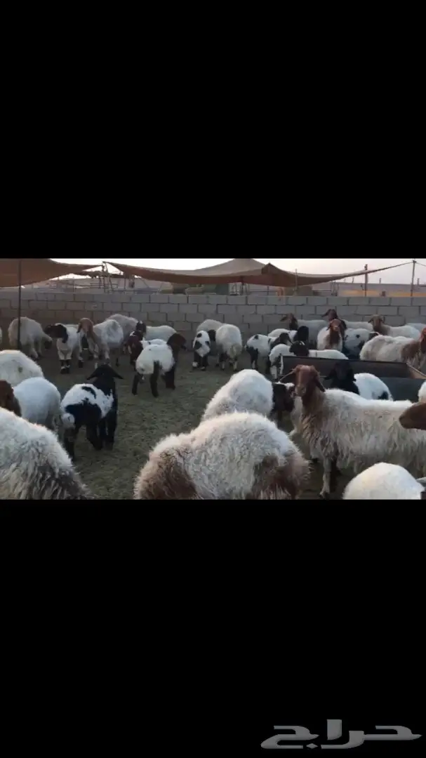 غنم نعيم للبيع (image 4)