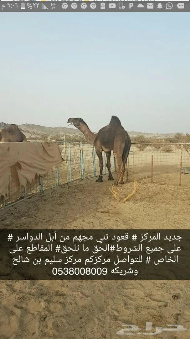 قعود مجهم ثني على جميع الشروووط