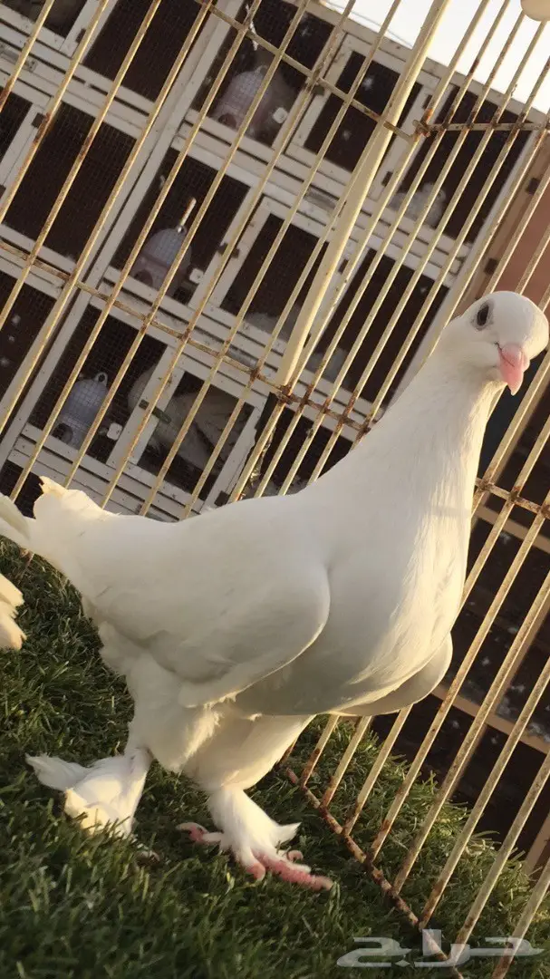 (( جوز تركي((ابيض صك قلاب)) (image 2)