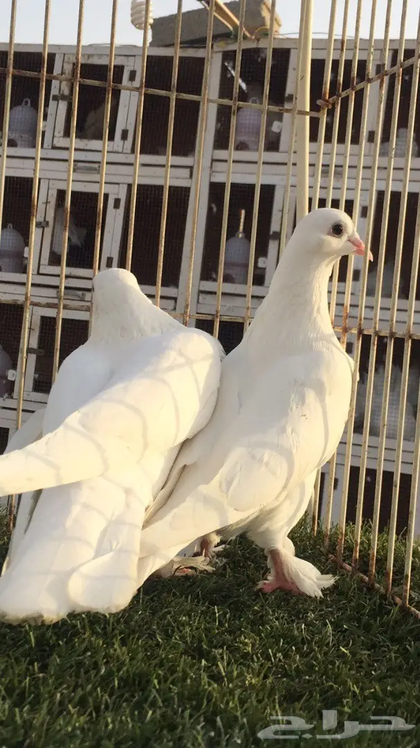 (( جوز تركي((ابيض صك قلاب)) (image 4)