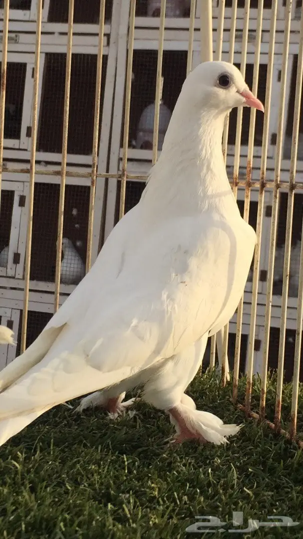 (( جوز تركي((ابيض صك قلاب)) (image 5)