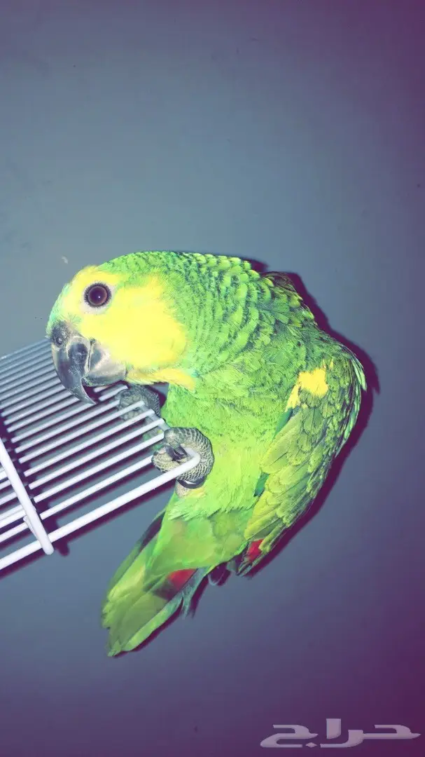 بلوفرنتد غررر