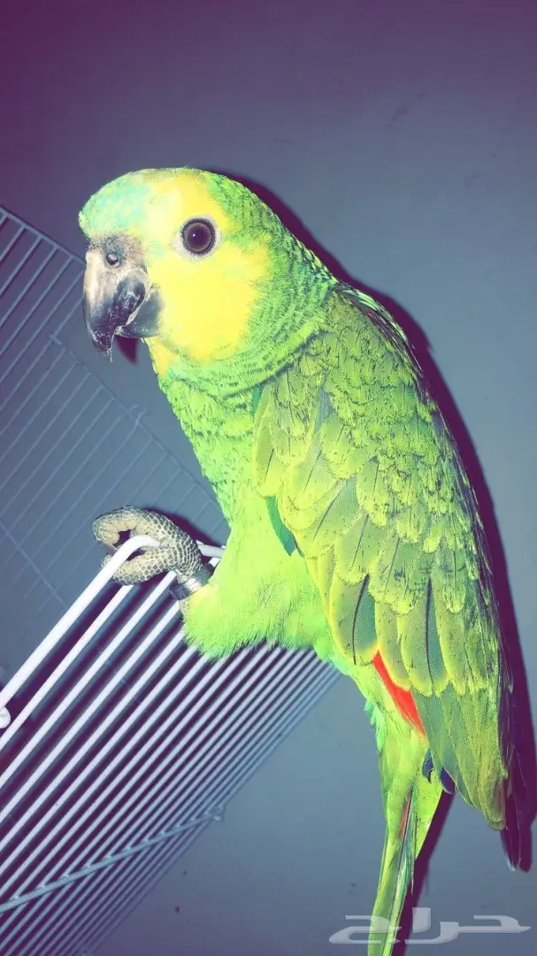 بلوفرنتد غررر (image 2)