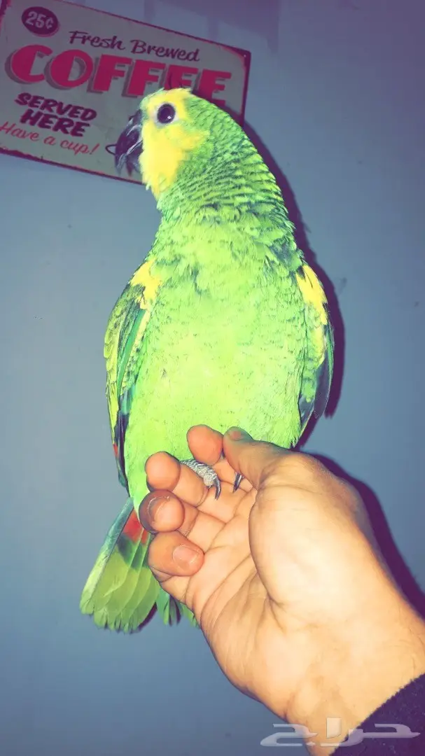 بلوفرنتد غررر (image 3)