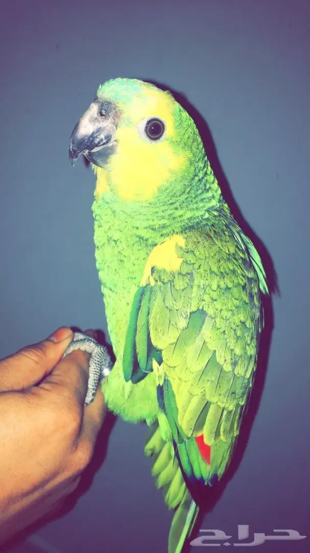 بلوفرنتد غررر (image 4)