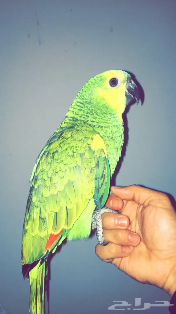 بلوفرنتد غررر (image 5)