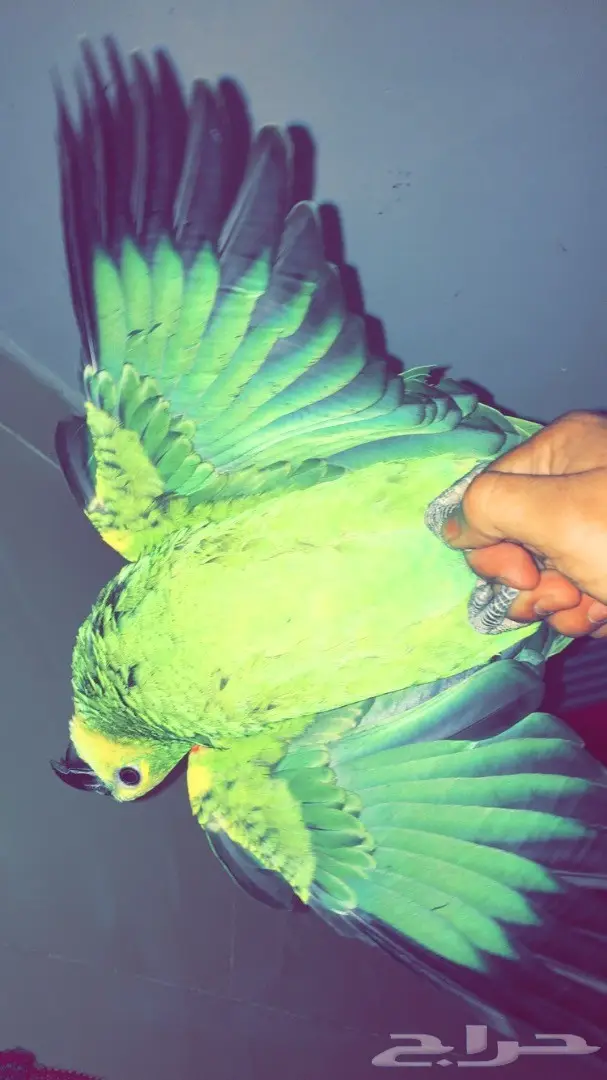 بلوفرنتد غررر (image 6)