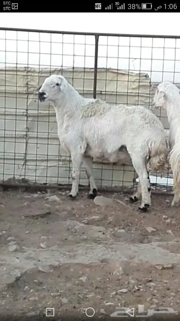 فحل حري طيب مشروط النسف