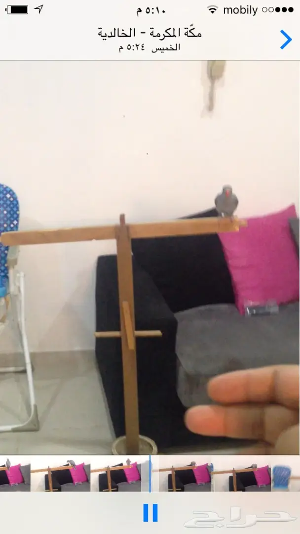 درة هولندي محجل 2018