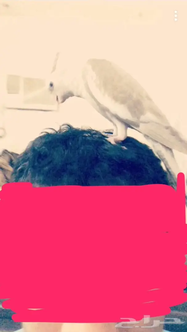 فروخ كروان اليفات وهدد داخلي وهدد حر خارج الب (image 5)