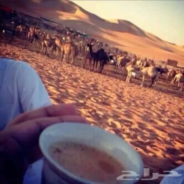 ناقه حرة وبعير هجن للبيع او البدل المناسب 