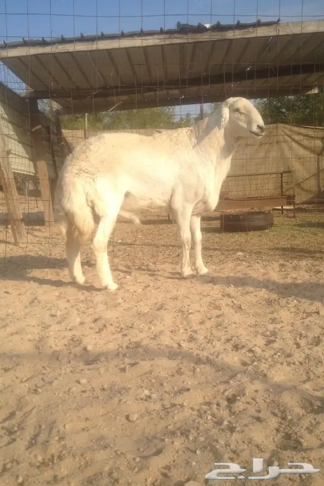 (املج ) فحل صنف مشروط -الحد 2000 ريال (image 1)