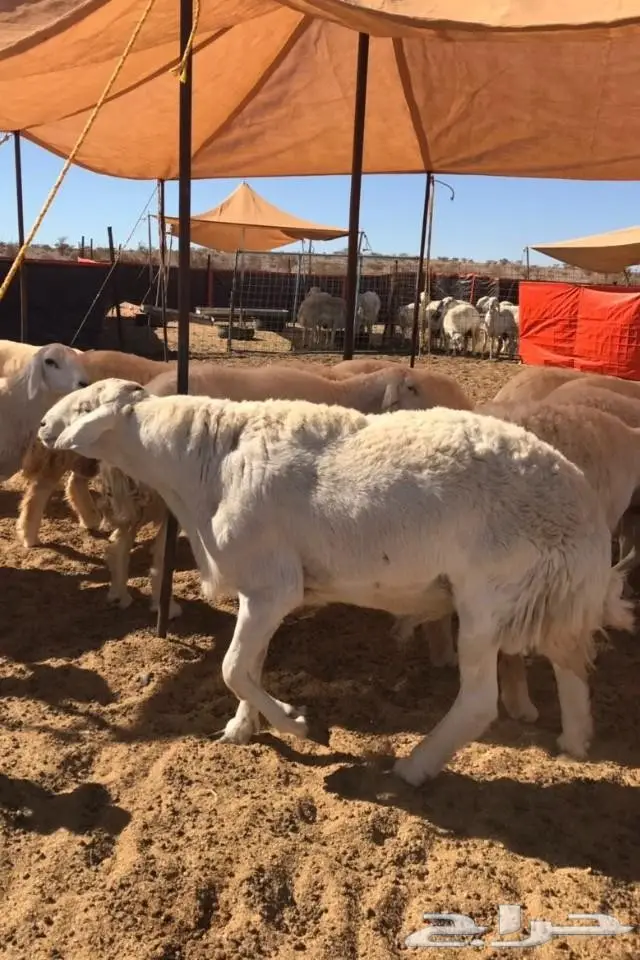 (املج ) فحل صنف مشروط -الحد 2000 ريال (image 2)