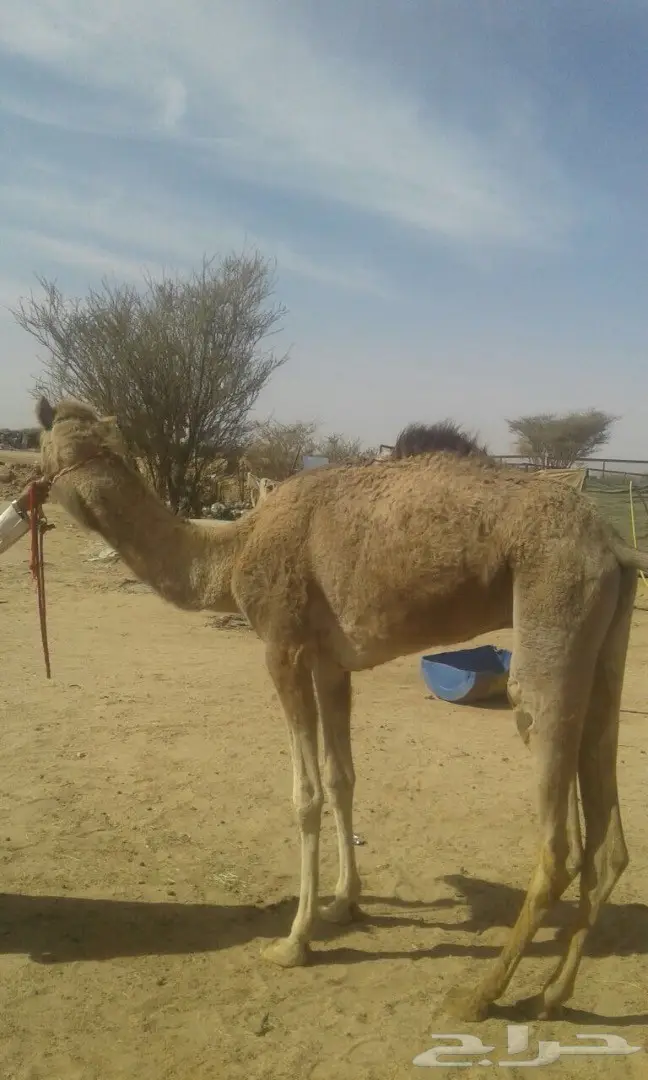 قعود هجن  (image 5)