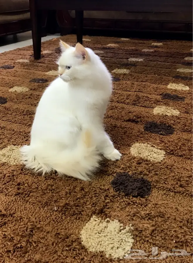 قط ذكر شيرازي هملايا جميل جدا 