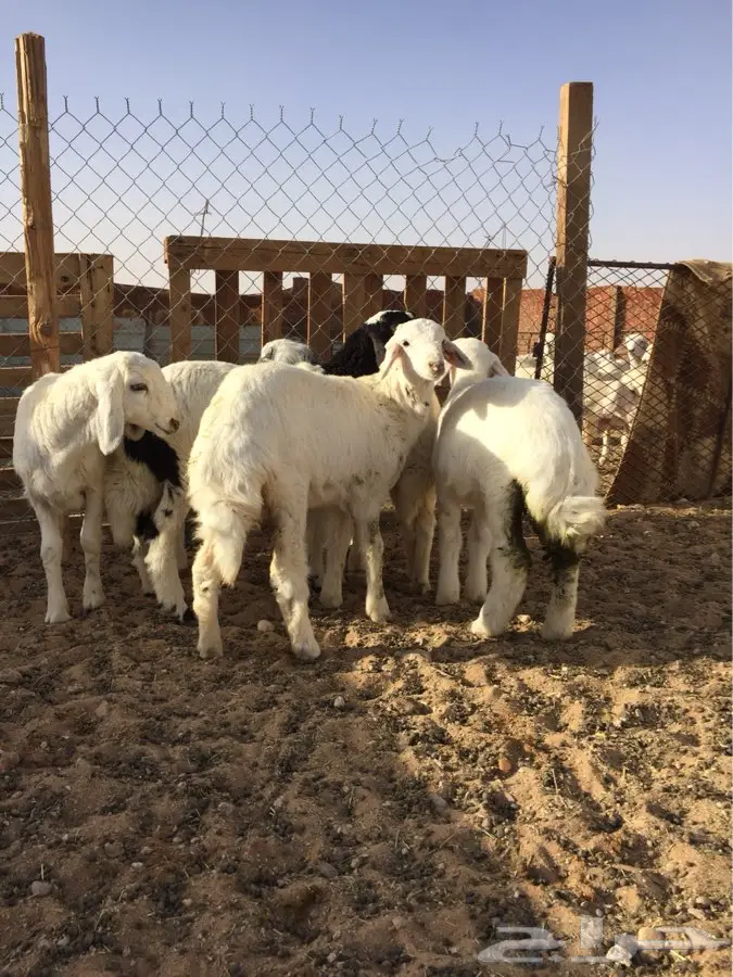 للبيع ذبايح (image 2)