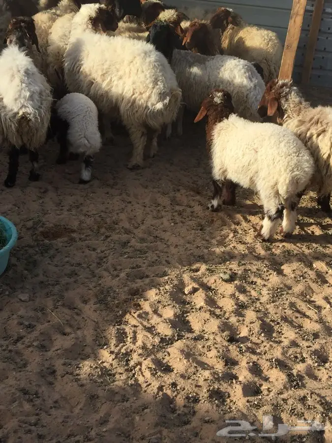 مطافيل العدد 7  (image 6)