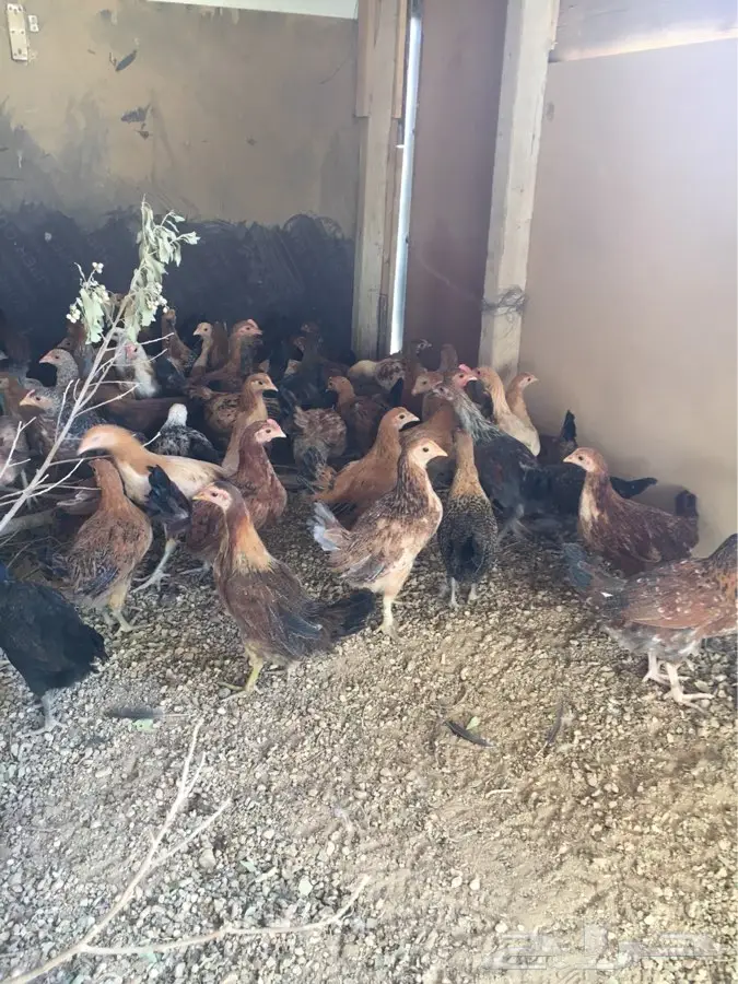 فراريج بلدي 