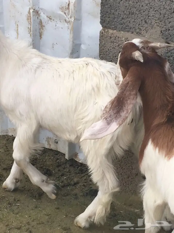 الرياض المصانع (image 4)