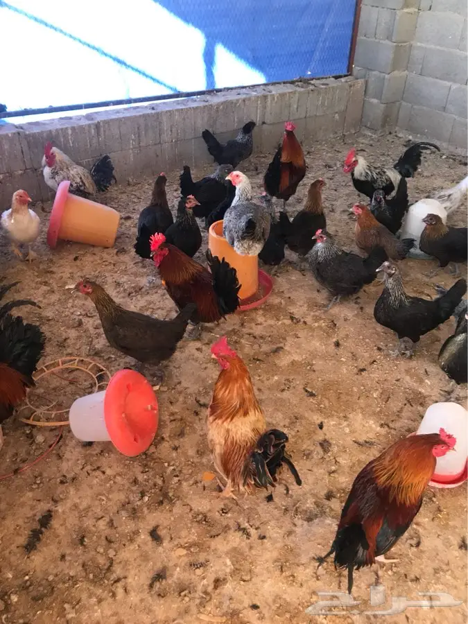 دجاج مشكل  (image 1)