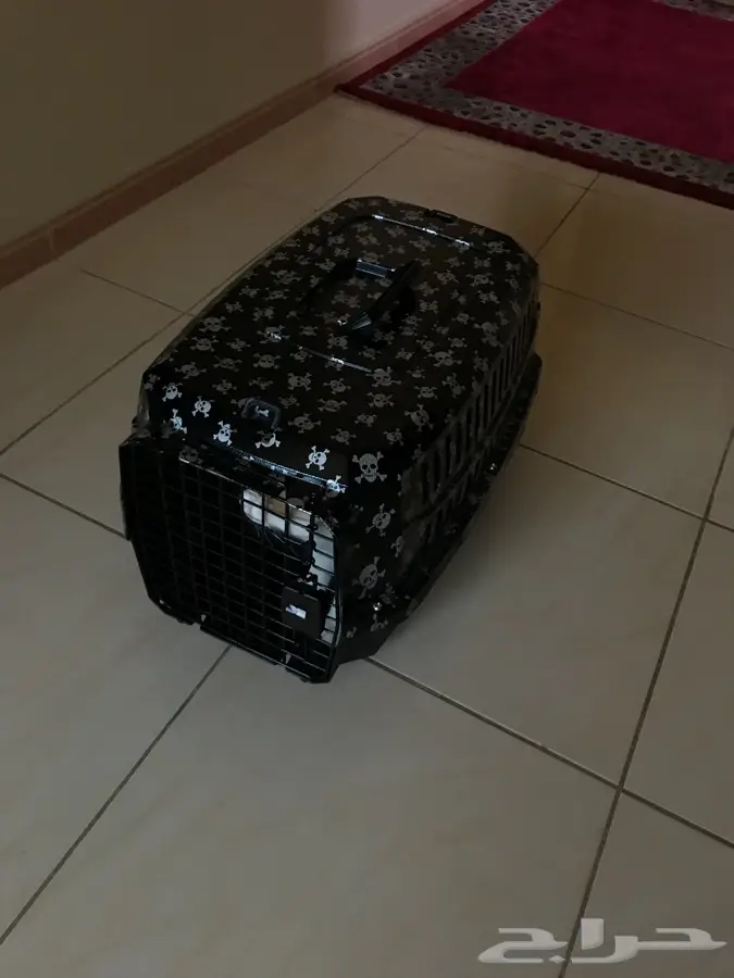 قطط للبيع (image 5)