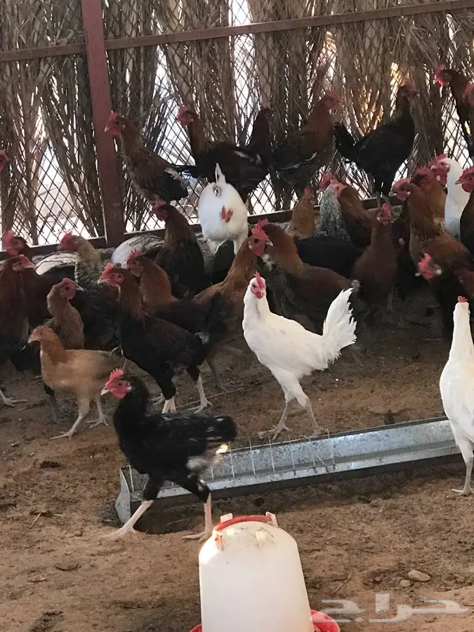 دجاج وديك روماني أصيل - صحي ولامع (image 3)