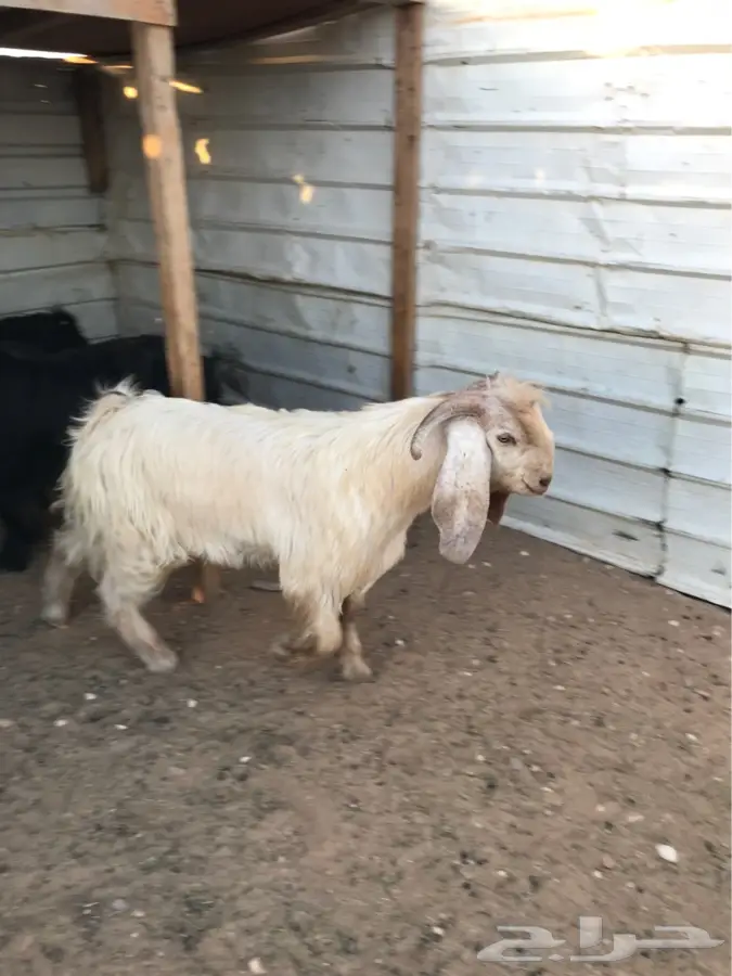 حفرالباطن (image 2)