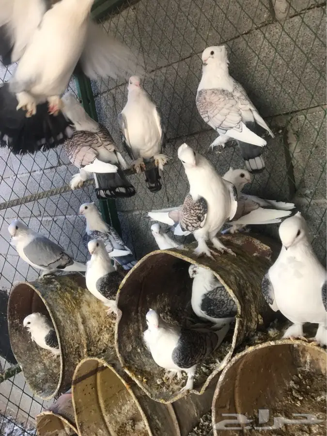 حمام حب رمان (image 3)